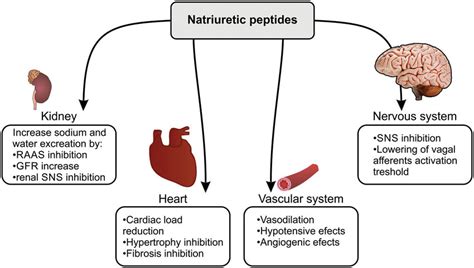 Physiological effects of natriuretic peptides. ANP: atrial natriuretic ...