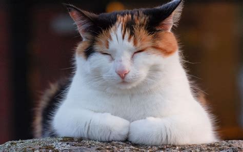 Calico cat with closed eyes HD wallpaper | Wallpaper Flare