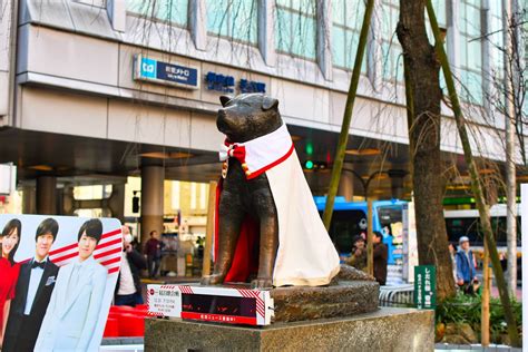 Hachiko statue at Shibuya : japanpics