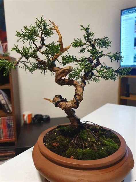 Shimpaku Juniper Bonsai, beautiful twisted trunk : r/Bonsai