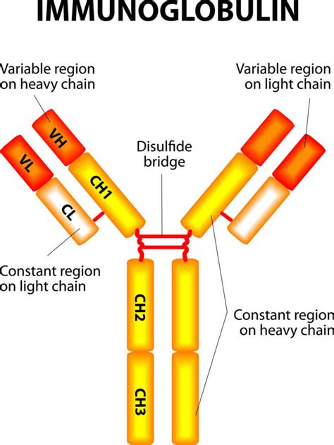 Immunoglobulin function, types, test & immunoglobulin deficiency