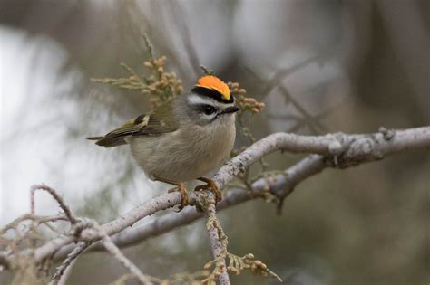 Idaho Birds-Golden-crowned Kinglet