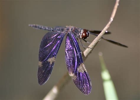 Top 10 Most Beautiful Dragonfly Species