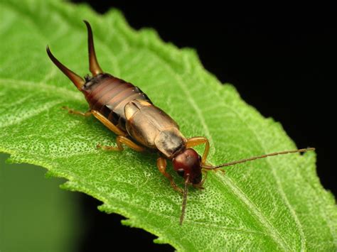 ヨーロッパクギヌキハサミムシ (Forficula auricularia) - Picture Insect