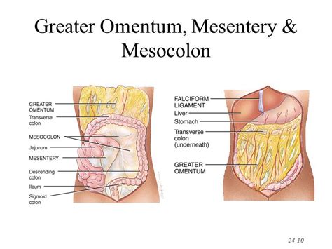 Pin on Chapter 25: The Digestive System