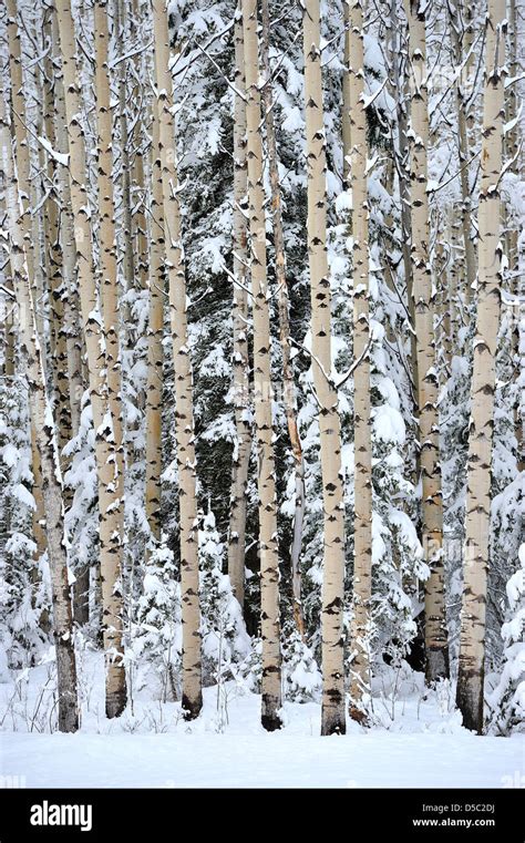 Aspen Tree Winter - Your aspen trees winter stock images are ready.