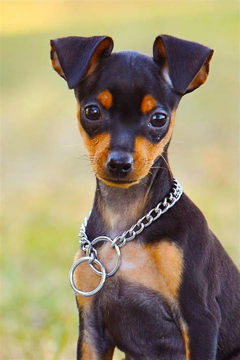 Miniature pinscher, Miniature and King on Pinterest