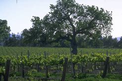 Woodinville Wine Experience – Seattle Wine Tours