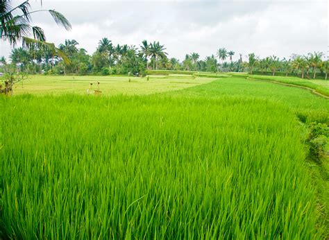 17+ Ide Populer Gambar Sawah