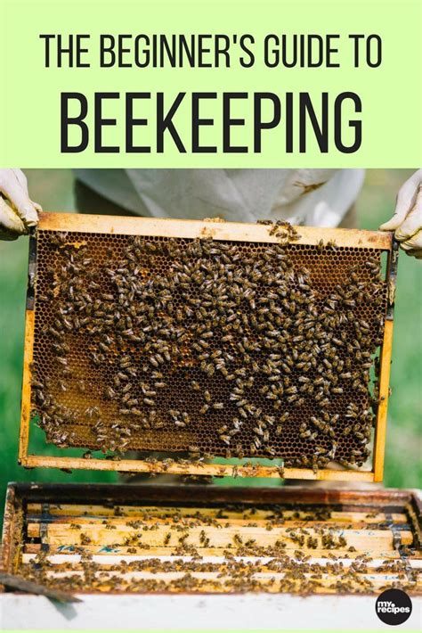 The Beginner’s Guide to Beekeeping | Bee keeping, How to start ...