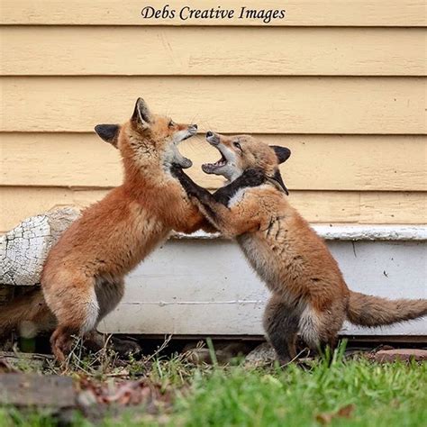 Fox kits playing! #fox #foxes #foxesofinstagram #foxphotography #mammal #redfox #animal # ...