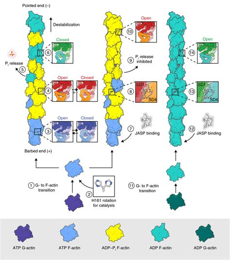 Schematic illustration of actin polymerization, nucleotide hydrolysis... | Download Scientific ...