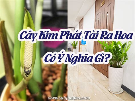 Top 20 cây phát tài nở hoa có điềm gì hay nhất 2022 - Máy Ép Cám Nổi | Dây Chuyền Sản Xuất Thức ...