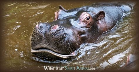 17+ Hippo Spirit Animal - EshanHarish