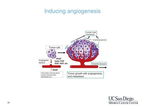 PPT - The Biology of Cancer PowerPoint Presentation, free download - ID ...