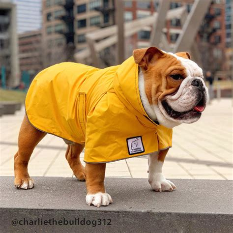 English Bulldog Jacket | Voyagers K9 Apparel