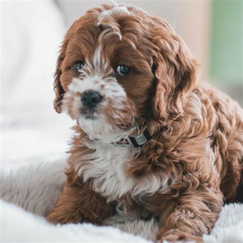 Miniature Cavapoo Puppies For Sale Near Me