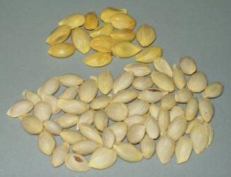 Lime Seeds Manufacturer in Unjha Mehsana Gujarat India by Mahalaxmi ...