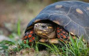 Red-Footed Tortoise: Everything You Need to Know - Everything Reptiles