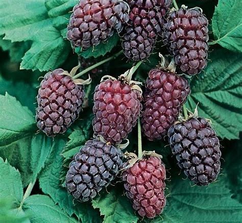 Loganberry facts and health benefits