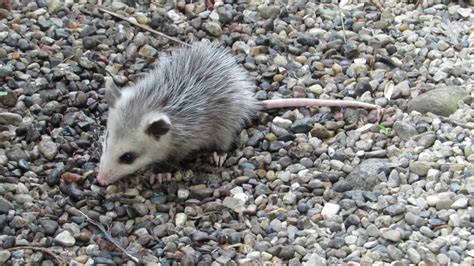 Baby Opossum - YouTube