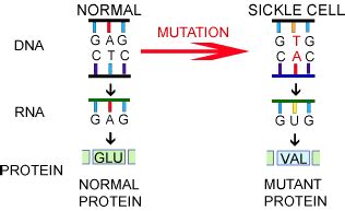 Genetics Blog Assignment: Sickle Cell Anemia - Harman Singh