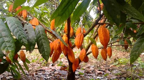 PRODUCCIÓN DE CACAO EN MÉXICO