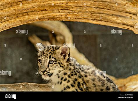 Snow Leopard Cub Stock Photo - Alamy