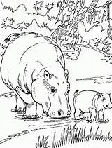 Free Printable Hippo Coloring Pages For Kids sketch template