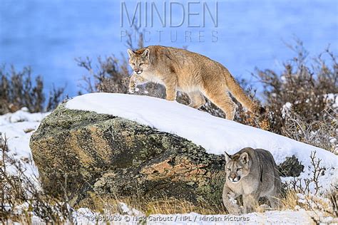 stock photo - Minden Pictures