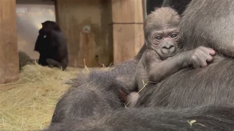 Vote to name the National Zoo's new baby gorilla | wusa9.com