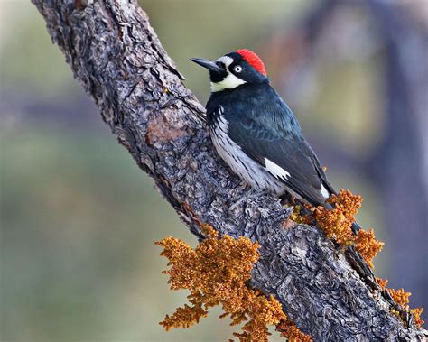 Acorn Woodpecker | Audubon Field Guide