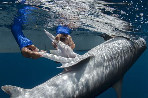 How to differentiate male and female sharks - MarAlliance.org