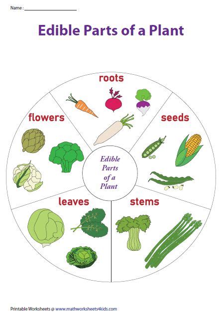 Edible-parts-of-a-plant chart