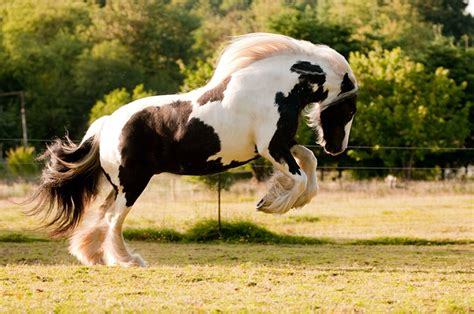 Dünyanın en güzel 5 atı🐎