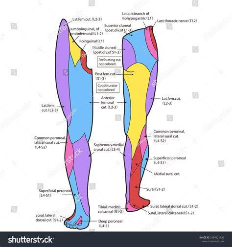 16 Leg Dermatomes Images, Stock Photos, and Vectors | Shutterstock