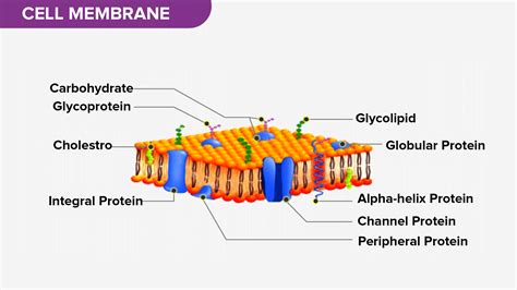 Protein Function