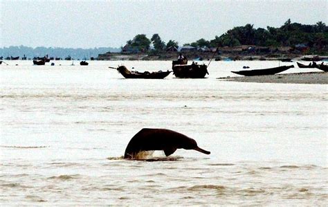 Ganges River Dolphin – "OCEAN TREASURES" Memorial Library