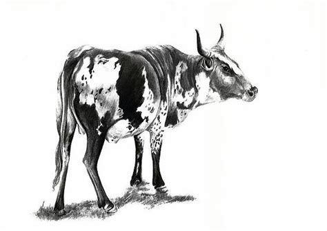 Nguni Art for Sale - Fine Art America