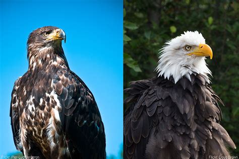 Ruffled Feathers: The Scraggly Life of Molting Birds : The National Wildlife Federation Blog