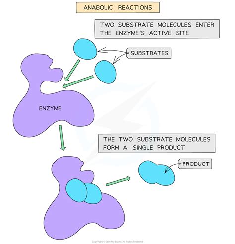 IB DP Biology: HL复习笔记2.4.1 Enzymes-翰林国际教育