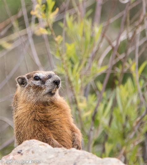 Marmot Wildlife in Utah | Wildlife photography, Wildlife, Travel ...