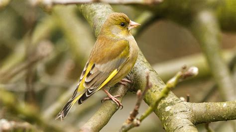 European Greenfinch adult male winter - John Caddick | John Caddick