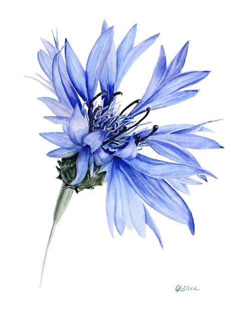 Blue cornflower Watercolour by Olga Koelsch | Artfinder