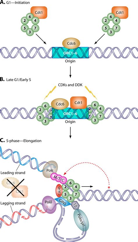 Initiation Of Dna Replication In Eukaryotes | My XXX Hot Girl