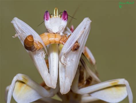 Hymenopus coronatus (Orchid Mantis) - The Praying Mantis