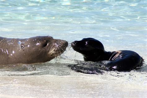 Record 48 Hawaiian Monk Seal Pups Born In Islands In 2019 | Hawai'i Public Radio