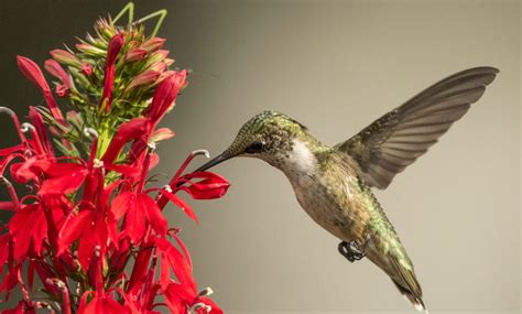 Do Hummingbirds Feed on Insects? | Extension Entomology