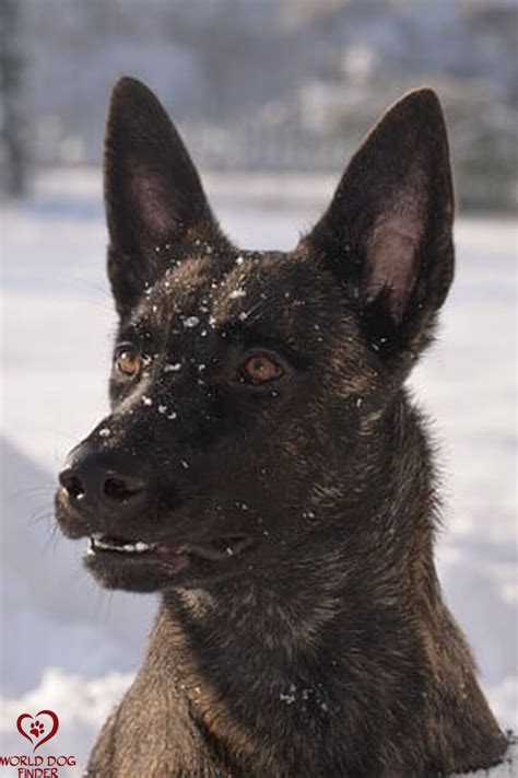 Dutch Shepherd - Police Dog | Dog breeds, Dutch shepherd dog, Dogs