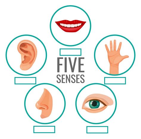 JUNIOR (Stage 4) - Unit 12: Five senses Diagram | Quizlet